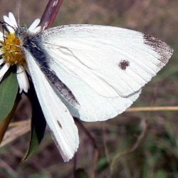 Pieris rapae